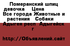 Померанский шпиц девочка  › Цена ­ 50 000 - Все города Животные и растения » Собаки   . Адыгея респ.,Адыгейск г.